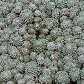 Cobweb Hens And Chicks 4.25"/quart pot
