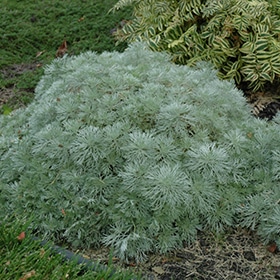 Silver Mound Artemesia #1.5 gallon pot