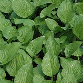 Royal Standard Hosta #2 gallon pot