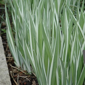 Variegated Japanese Flag Iris #1 gallon pot