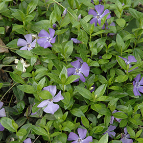 Common Periwinkle 24-cell flat