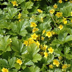 Barren Strawberry #1 gallon pot