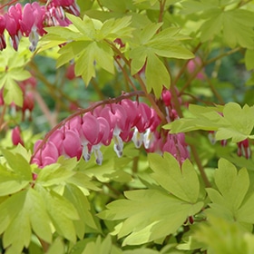 Gold Heart Bleeding Heart #1 gallon pot