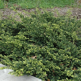 Everlow Yew #5 gallon pot