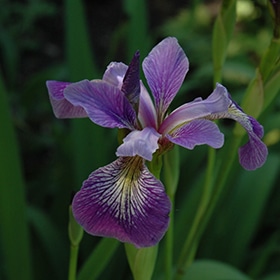 Blue Flag Iris #1.5 gallon pot
