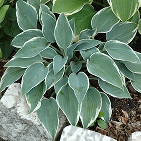 El Nino Hosta #1 gallon pot