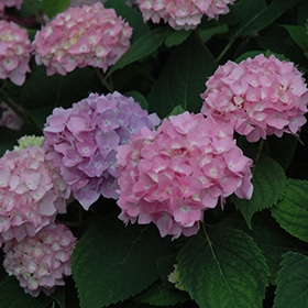 Endless Summer The Original Hydrangea #3 gallon pot - Endless Summer