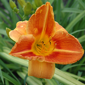 Tuscawilla Tigress Daylily #2 gallon pot