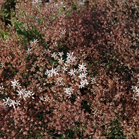 Royal Pink Stonecrop #1 gallon pot