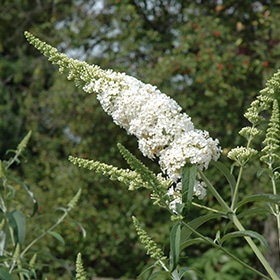 White Profusion Butterfly Bush #3 gallon pot