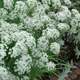 Garlic Chives 3.25"/pint pot - Chef Jeff