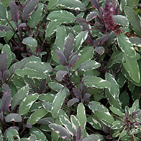 Tricolor Sage 3.25"/pint pot - Chef Jeff