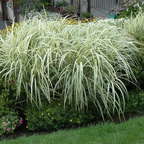 Variegated Silver Grass #1.5 gallon pot