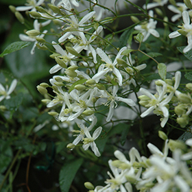 Sweet Autumn Clematis #1 gallon pot