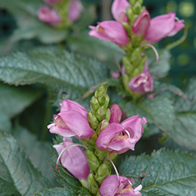 Hot Lips Turtlehead #1 gallon pot