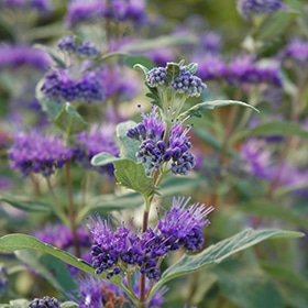 Dark Knight Caryopteris #3 gallon pot