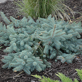 Procumbens Spruce #6 gallon pot
