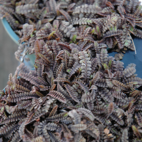 Platt's Black Brass Buttons 3.25"/pint pot