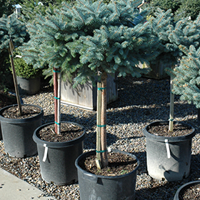 Globe Blue Spruce (tree form) #10 gallon pot - 24-30" spread