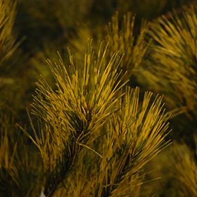 Burke Red Variegated Japanese Red Pine #3 gallon pot