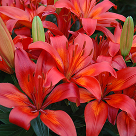 Matrix Lily #2 gallon pot