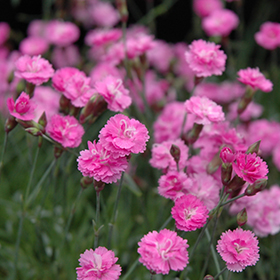 Tiny Rubies Dwarf Mat Pinks 3.25"/pint pot