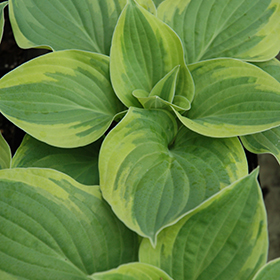 Wide Brim Hosta #1 gallon pot