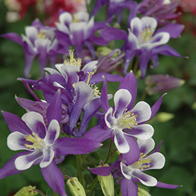 Winky Blue And White Columbine 4.25"/quart pot