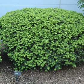 Densiformis Yew #2 gallon pot