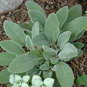 Fuzzy Wuzzy Lamb's Ears #1 gallon pot