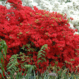 Stewartstonian Azalea #1 gallon pot