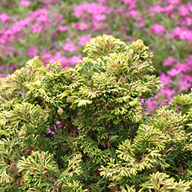Verdon Dwarf Hinoki Falsecypress #3 gallon pot