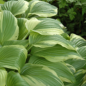 Ellerbroek Hosta #1 gallon pot