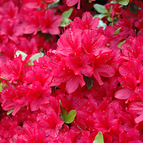 Hino Crimson Azalea #6 gallon pot