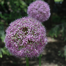 Globemaster Ornamental Onion #2 gallon pot