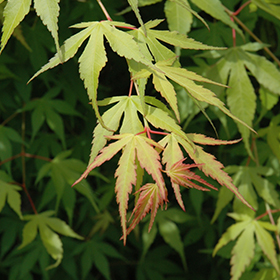 Katsura Japanese Maple #1 gallon pot