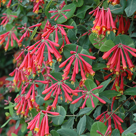 Alabama Crimson Trumpet Honeysuckle #3 gallon pot