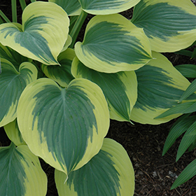 Liberty Hosta #2 gallon pot