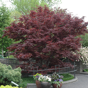 Bloodgood Japanese Maple #6 gallon pot