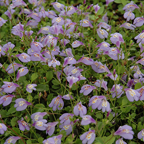 Creeping Mazus 3.25"/pint pot