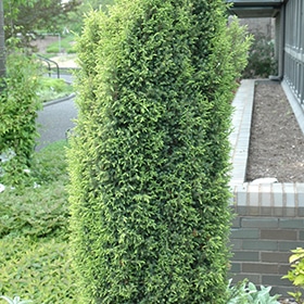 Gold Cone Juniper #2 gallon pot