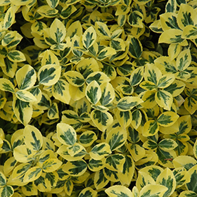 Emerald 'n' Gold Wintercreeper #3 gallon pot