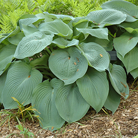 Big Daddy Hosta 4.25"/quart pot