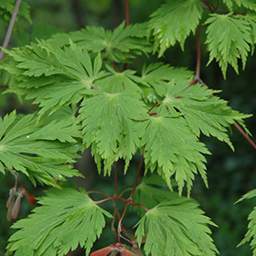 Cutleaf Fullmoon Maple #15 gallon pot