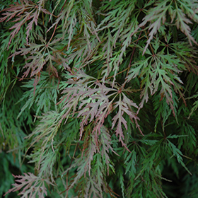 Orangeola Cutleaf Japanese Maple #15 gallon pot