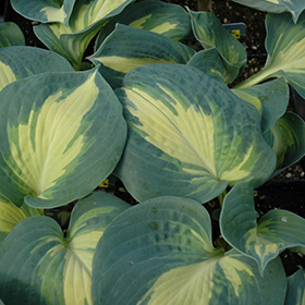 Dream Weaver Hosta #2 gallon pot