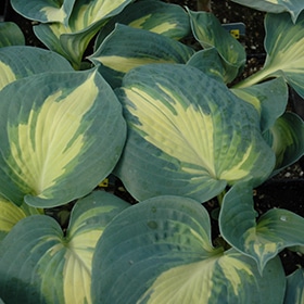 Dream Weaver Hosta #1 gallon pot