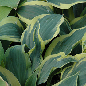 Wolverine Hosta #2 gallon pot
