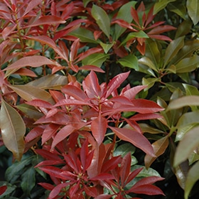 Mountain Fire Japanese Pieris #3 gallon pot