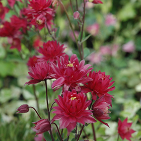 Clementine Red Columbine #2 gallon pot